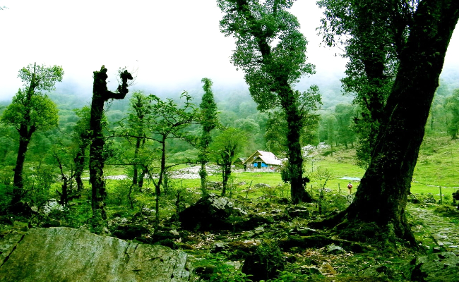 koshafal-1